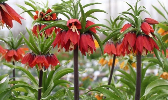 Ters laleler çiçek açtı