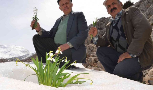 Torosların gelinliği 'kardelenler' boy göstermeye başladı