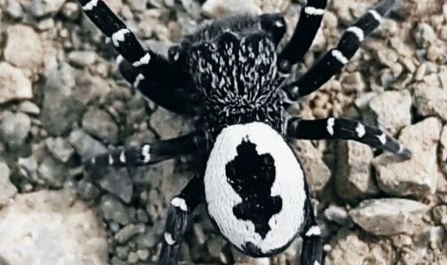 Tunceli'de fotoğraflanın örümceğin henüz keşfedilmemiş tür olması muhtemel