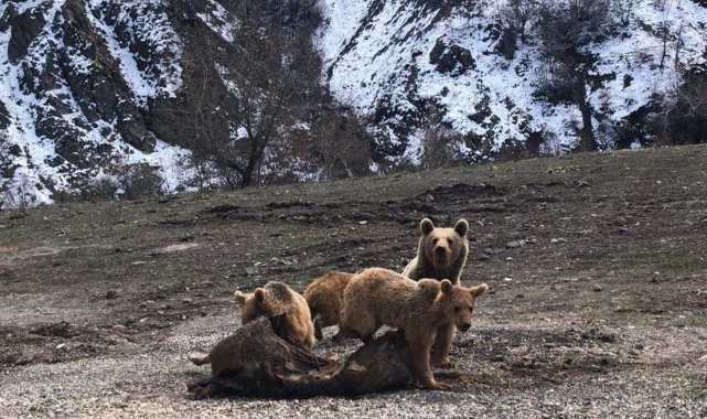 Tunceli'de şamua ve ayılar fotoğraflandı