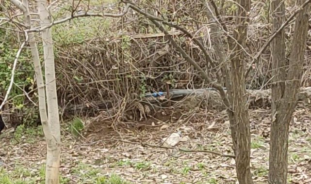 Tunceli&#039;de yaban domuzu evin bahçesinde yavruladı