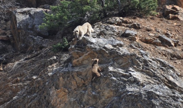 Tunceli'de yaban hayvanları başıboş köpeklerin hedefinde