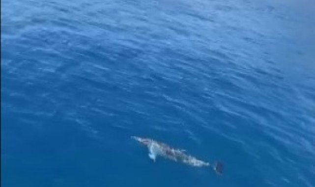 Tur teknesine eşlik eden yunus böyle görüntülendi