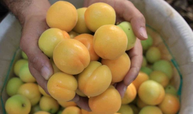 Turfanda kayısılar, Katar ve Dubai yolcusu