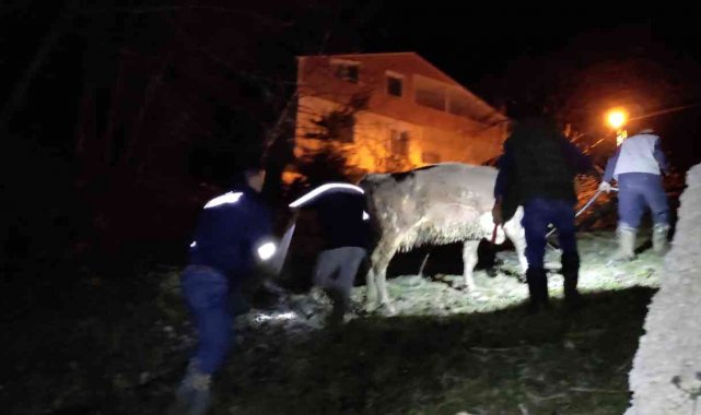 Türkeli'de dereye düşen büyükbaş hayvan kurtarıldı