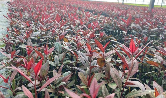 Türkiye fidan üretiminde dünya devleri arasında