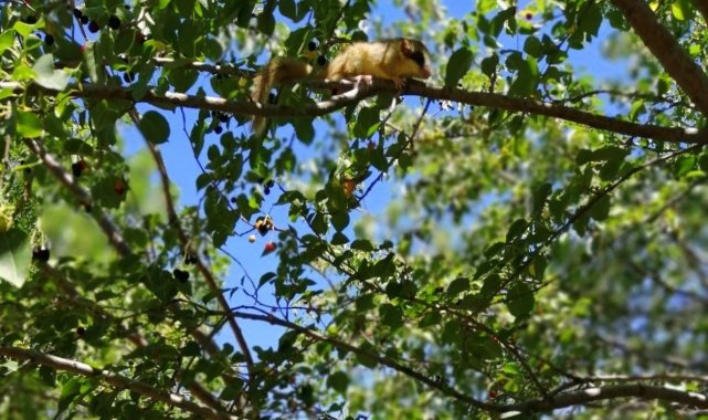 Türkiye'de koruma altına alınan kemirgen türler arasında yer alan bahçe yediuyuru Erzincan'da görüntülendi