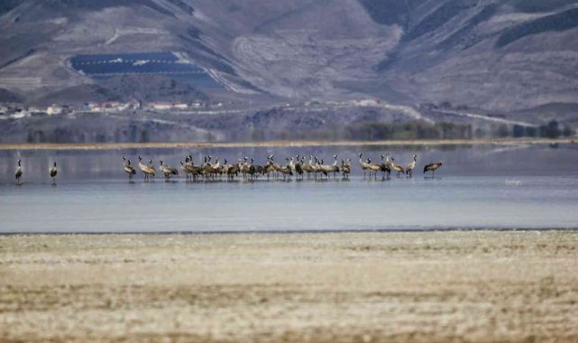 Turnalar Sultan Sazlığı Milli Parkı'nda