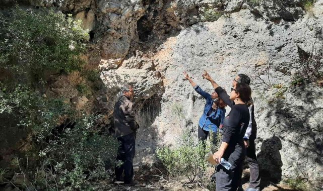 Tüylü çan çiçeğinin korunması için çalışmalar sürüyor