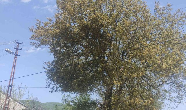 Uğuruna cinayet bile işlenen yolu açmak isterken öldü