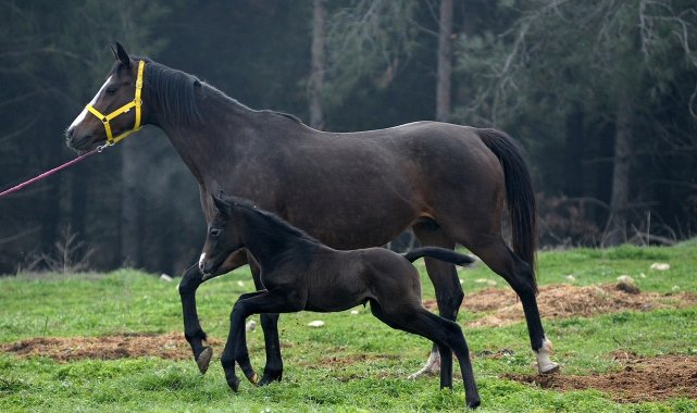 Uludağ Üniversitesi&#039;nde tay satışı devam ediyor