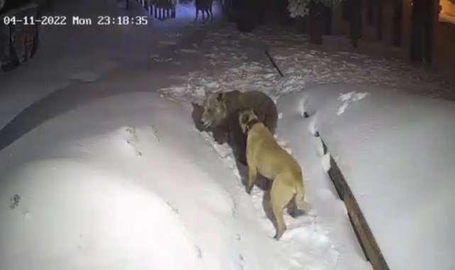 Uludağ'da ayı ile köpeğin boğuşması kameralarda