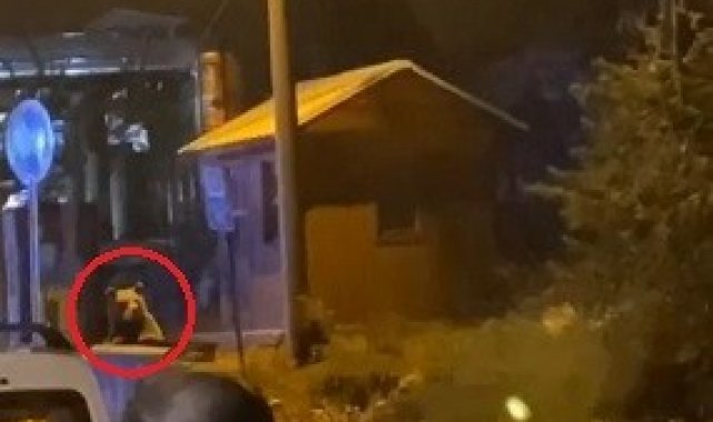 Uludağ'da günübirlikçi tatilcilerin ayı paniği kameralarda