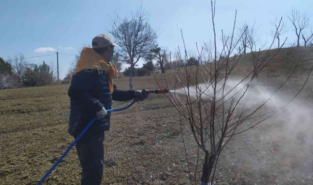 Üreticiler, meyve ağaçlarına 'bordo bulamacı' atıyor