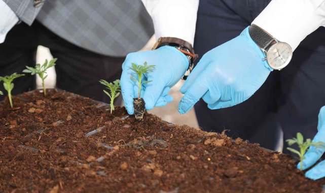Uşak Belediyesi ata tohumlarının devamlılığını sağlıyor