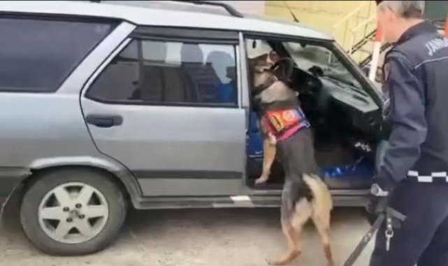 Uyuşturucu zulasını narkotik köpeği buldu