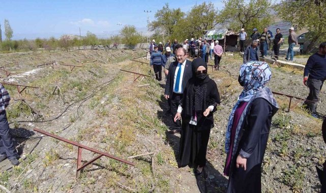 Üzüm bağlarında salkım güvesine karşı biyoteknik mücadele