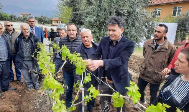 Üzüm üreticilerine büyük destek