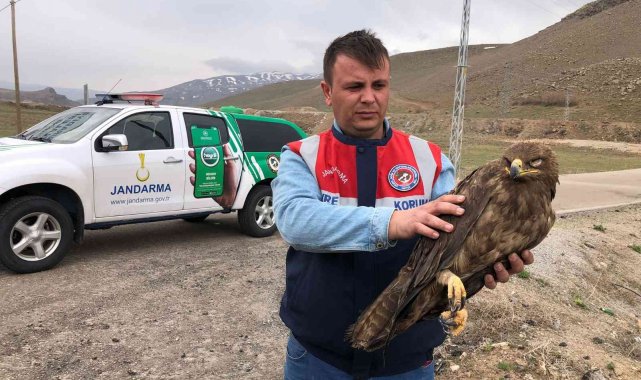 Van'da bulunan kartal tedaviye alındı