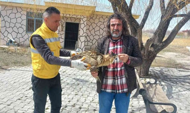 Van'da bulunan yaralı Balaban tedavi altına alındı