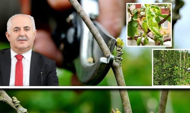 Van&#039;da çiftçilere hastalık ve zararlılara karşı mücadele uyarısı