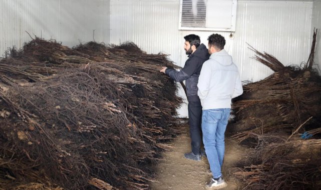 Van&#039;da çiftçilere yüzde 50 hibe ile ceviz fidanı dağıtımı