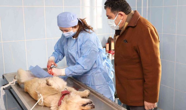 Veteriner işleri müdürlüğü ekipleri kısırlaştırma yapmaya başladı
