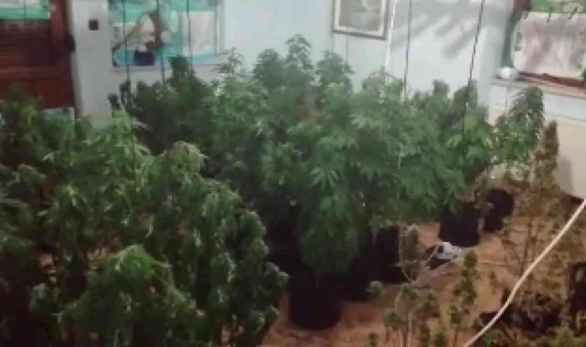 Villayı uyuşturucu serasına dönüştürdüler