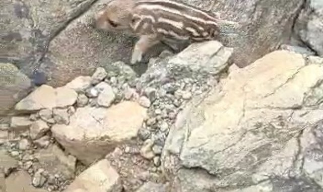 Yaban domuzunu gördü &#039;Pijamalarını giymiş&#039; söylemi ile kahkahaya boğdu