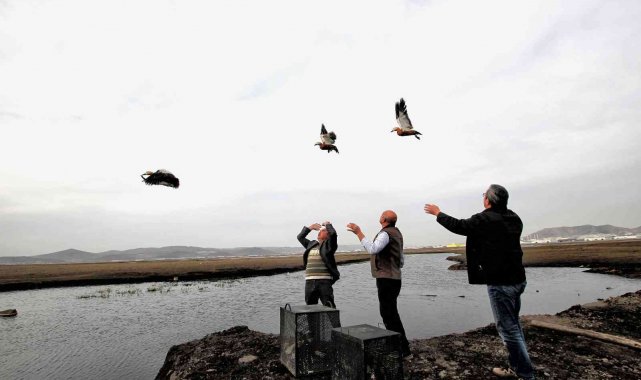 Yabani Angıt ve Yeşilbaş Ördekler yeniden özgür