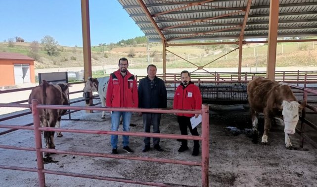 Yangında hayvanları yanan vatandaşa 3 adet gebe hayvan verildi