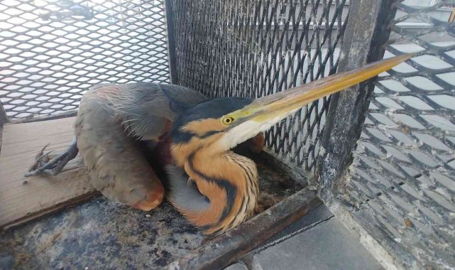 Yaralı balıkçıl kuşuna yardım eli