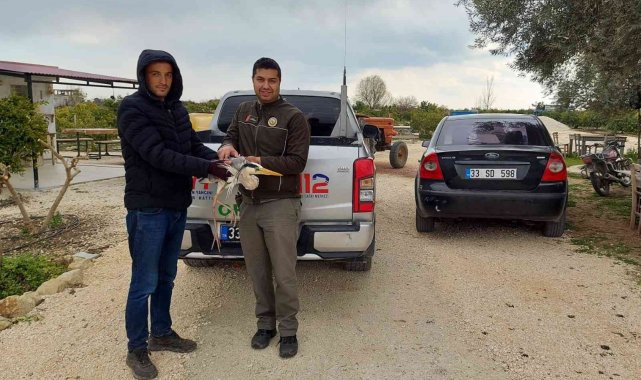 Yaralı balıkçıl tedaviye alındı