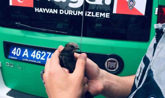 Yaralı Ebabil Kuşuna polis şefkati