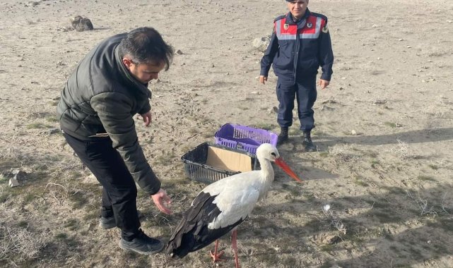 Yaralı halde bulunan leylek doğal ortamına bırakıldı
