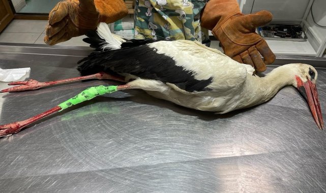 Yaralı halde bulunan leylek tedavisinin ardından koruma altına alındı