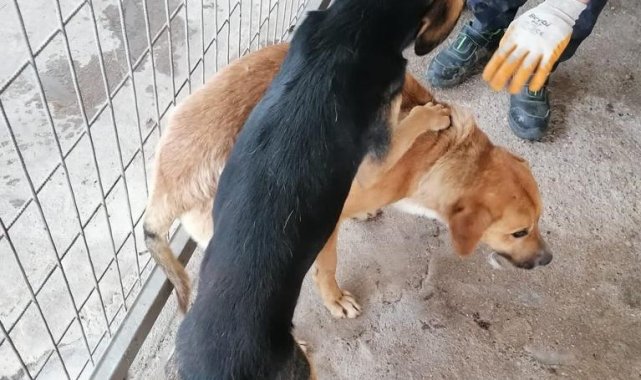 Yaralı halde terk edilen sahipsiz hayvanlara Turgutlu Belediyesi sahip çıktı