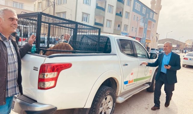 Yaralı keçiyi 2 kilometre taşıdı