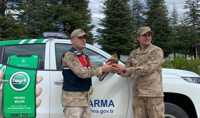 Yaralı kızıl şahin tedavi altına alındı