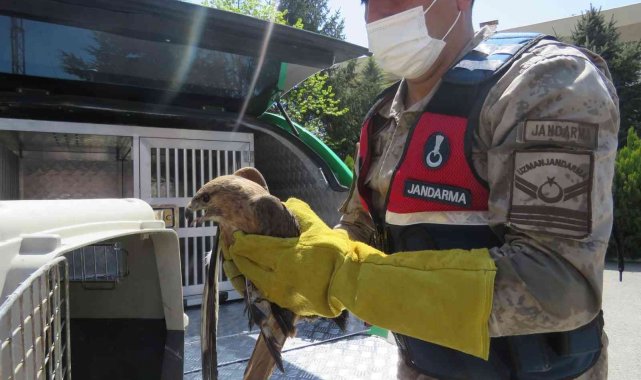 Yaralı kızıl şahin tedavi altına alındı