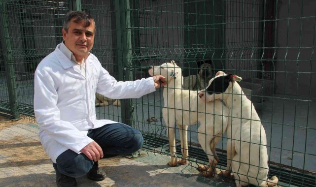 Yasa sonrası barınaklar yasaklı köpeklerle doldu
