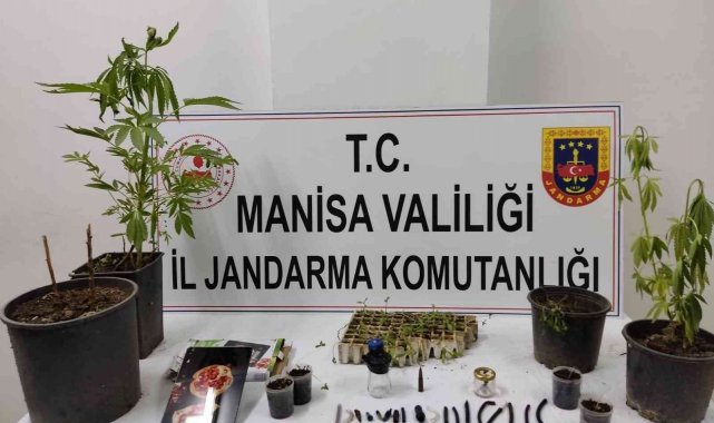 Yasadışı kenevir eken şahıslara operasyon