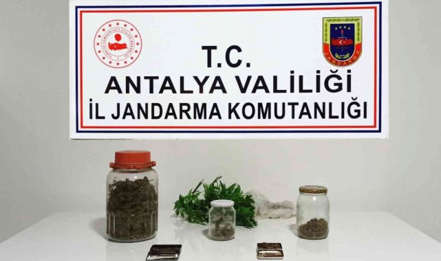Yasadışı kenevir üretimine jandarma baskını: 1 gözaltı