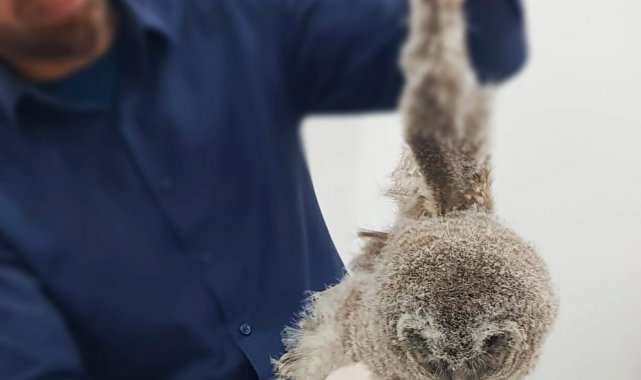 Yavru alaca baykuş tedavi altına alındı