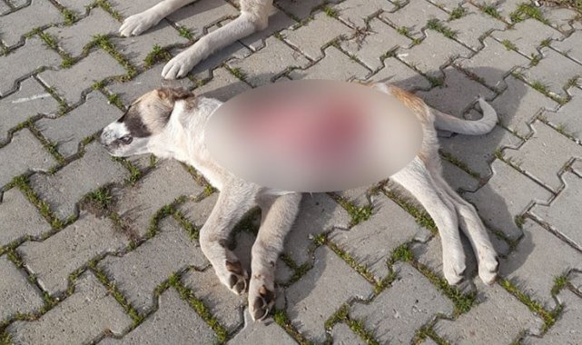 Yavru köpek derisi yüzülmüş halde ölü bulundu