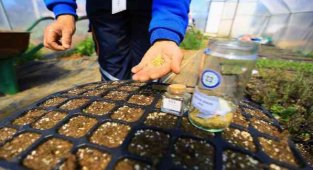 Yerel tohumlar toprakla buluştu