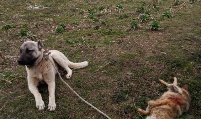 Yerleşim yerine gelen çakalın uluması sonu oldu