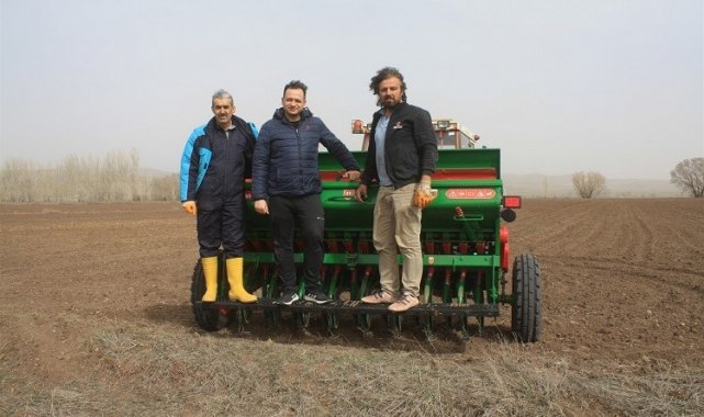 Yerli mercimek ekimi yapıldı