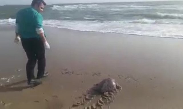 Yeşil deniz kaplumbağası tekrar deniz ile buluştu