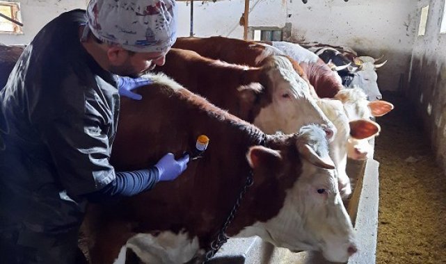 Yozgat&#039;ta 150 bin büyükbaş hayvana şap aşısı yapılıyor
